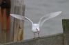 Mediterranean Gull at Southend Pier (Steve Arlow) (37471 bytes)